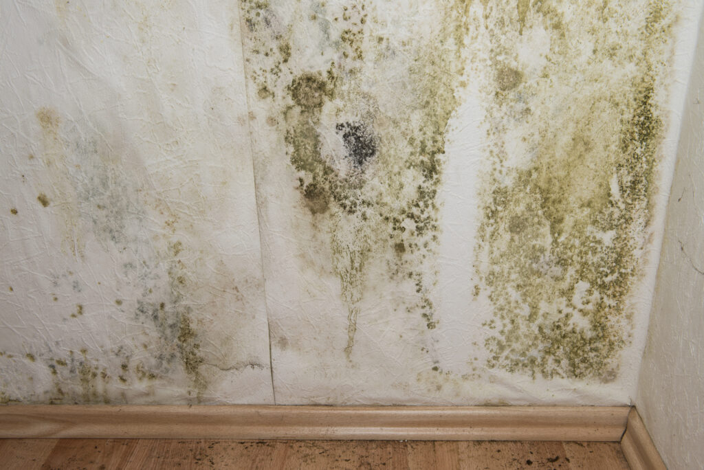 Mold And Moisture: Why Inspections Matter For Business Spaces Mold and Moisture: Why Inspections Matter for Business Spaces